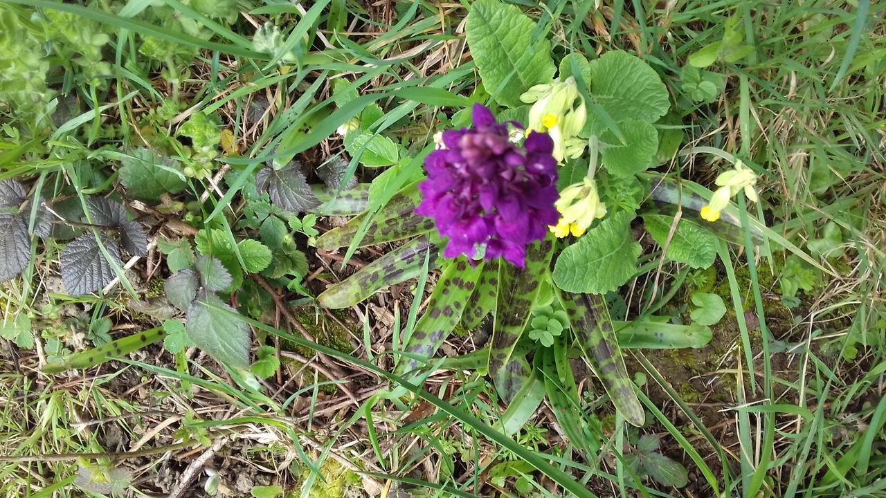 مبيت وإفطار Maheru Au Jardin Des Violettes المظهر الخارجي الصورة